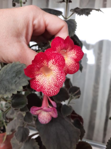  - Northwood s Sunburst