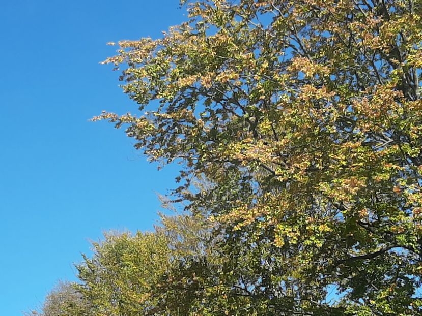  - Rânca octombrie 2020