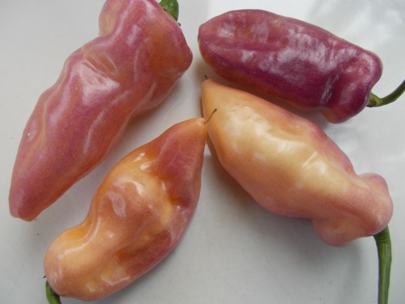  - SEMINTE ARDEI IUTE - AI 90 PEACHGUM TMAMP V2F3 OFFPHENO - NEIZOLAT