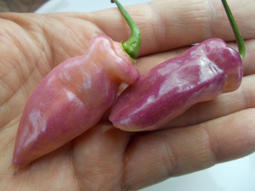  - SEMINTE ARDEI IUTE - AI 90 PEACHGUM TMAMP V2F3 OFFPHENO - NEIZOLAT