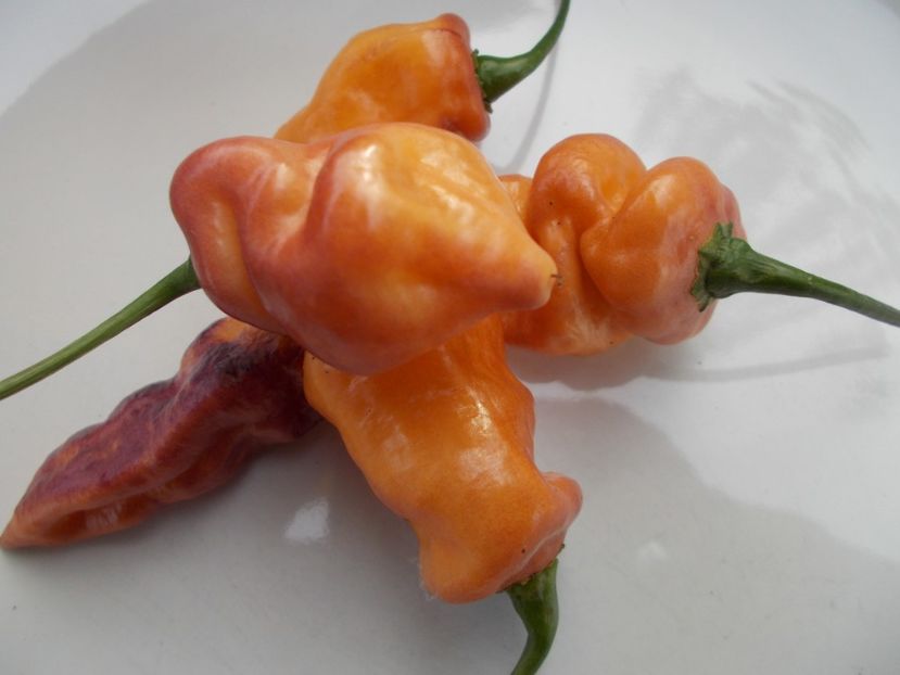  - SEMINTE ARDEI IUTE - AI 90 PEACHGUM TMAMP V2F3 OFFPHENO - NEIZOLAT