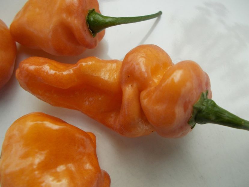  - SEMINTE ARDEI IUTE - AI 90 PEACHGUM TMAMP V2F3 OFFPHENO - NEIZOLAT