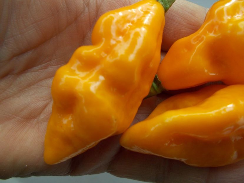  - SEMINTE ARDEI IUTE - AI 71 CGN 21566 - NEIZOLAT