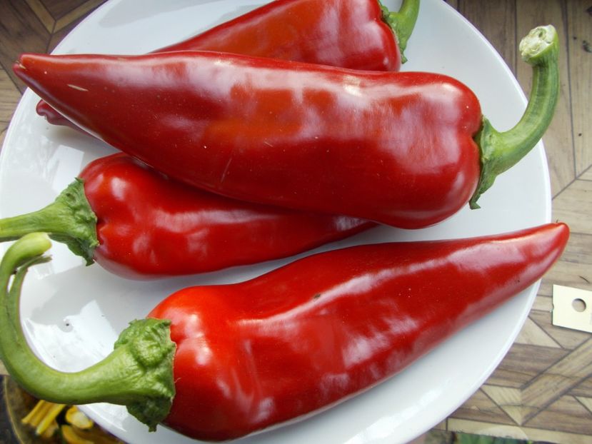  - SEMINTE ARDEI IUTE - AI 05 ANAHEIM - NEIZOLAT