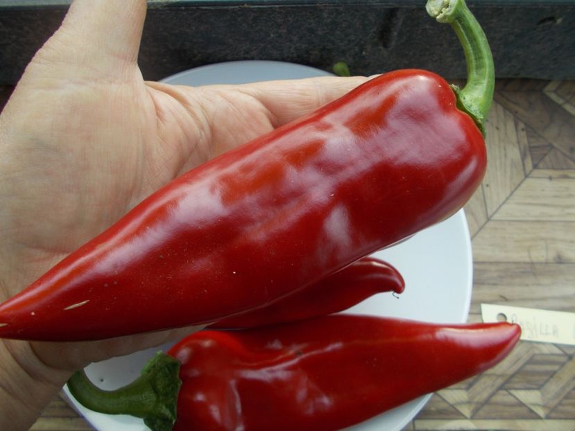  - SEMINTE ARDEI IUTE - AI 05 ANAHEIM - NEIZOLAT