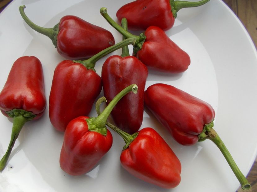 DE UMPLUT - SEMINTE ARDEI IUTE CHILI