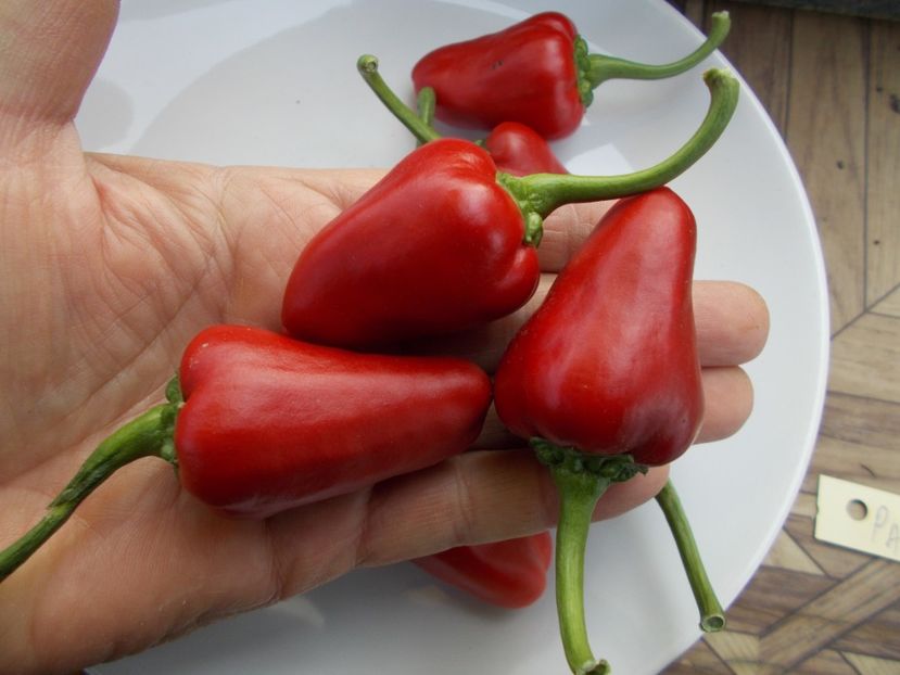  - SEMINTE ARDEI IUTE CHILI