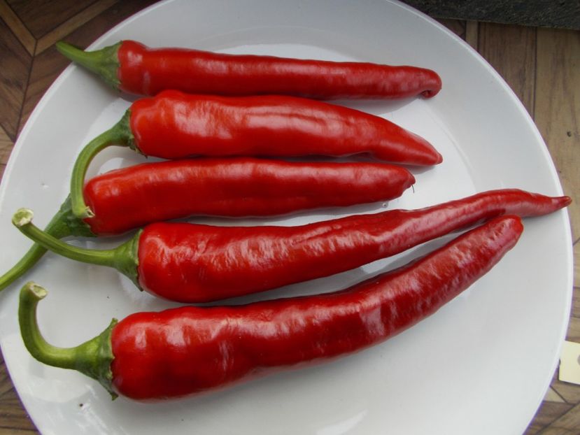 ROSU LUNG - SEMINTE ARDEI IUTE CHILI