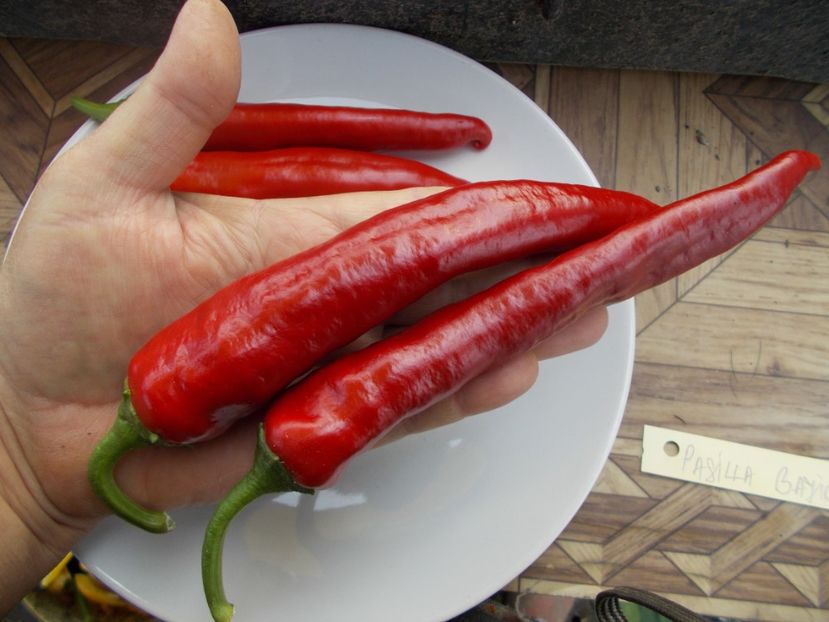  - SEMINTE ARDEI IUTE CHILI