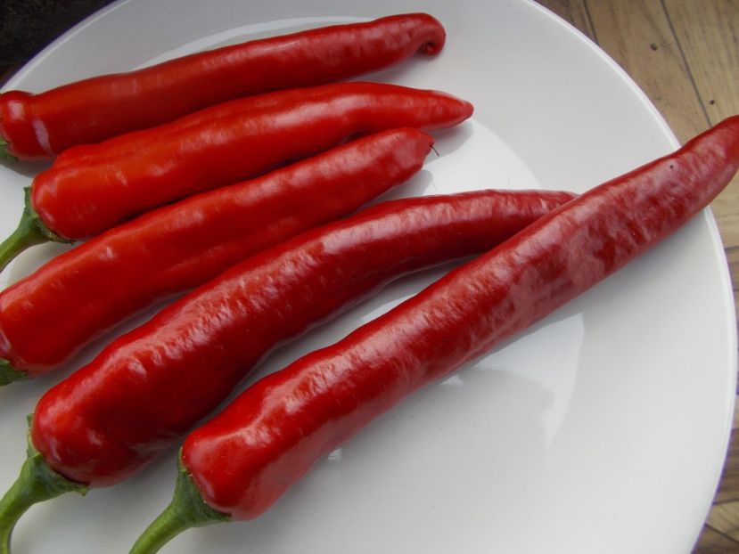  - SEMINTE ARDEI IUTE CHILI