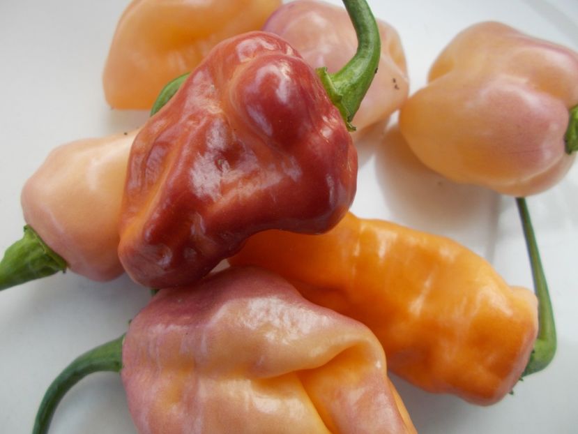  - SEMINTE ARDEI IUTE - AI 90 PEACHGUM TMAMP V2F3 OFFPHENO - NEIZOLAT