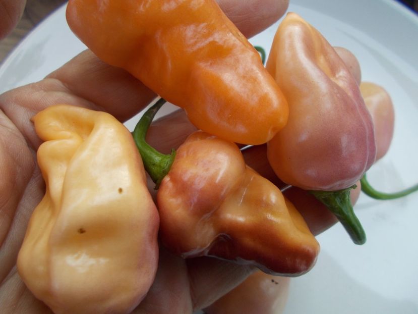  - SEMINTE ARDEI IUTE - AI 90 PEACHGUM TMAMP V2F3 OFFPHENO - NEIZOLAT