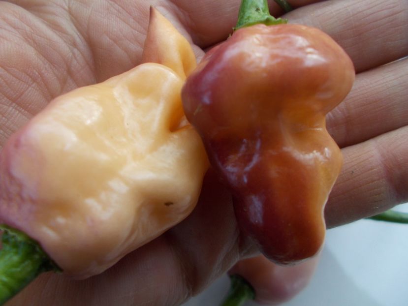  - SEMINTE ARDEI IUTE - AI 90 PEACHGUM TMAMP V2F3 OFFPHENO - NEIZOLAT