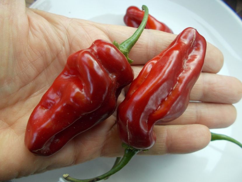  - SEMINTE ARDEI IUTE - AI 72 CHEIRO ROXA X SCARLET LANTERN - NEIZOLAT