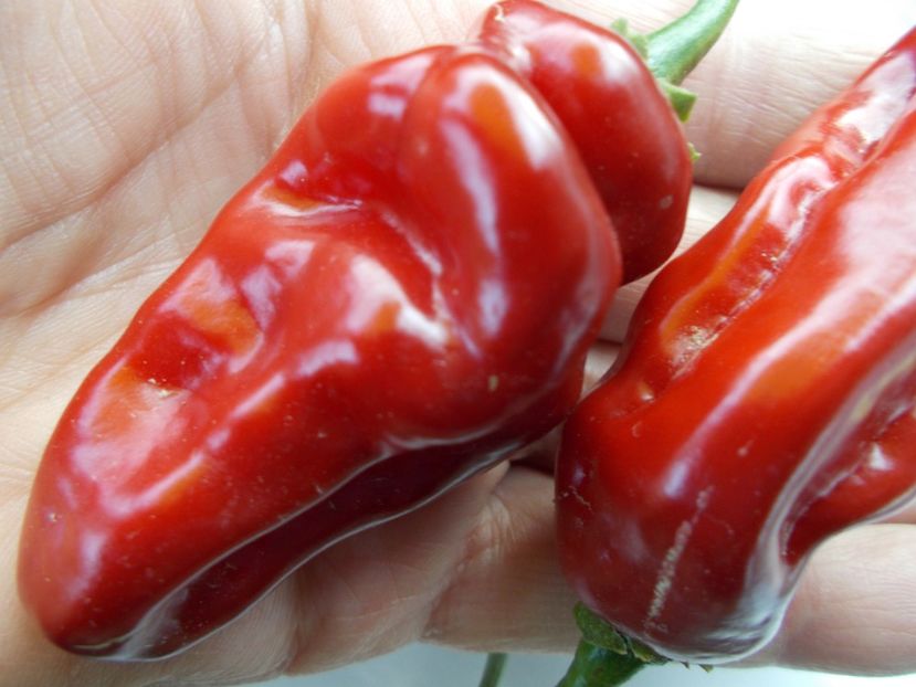  - SEMINTE ARDEI IUTE - AI 72 CHEIRO ROXA X SCARLET LANTERN - NEIZOLAT