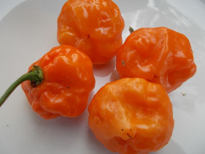  - SEMINTE ARDEI IUTE - AI 78 HABA BONET ORANGE - NEIZOLAT