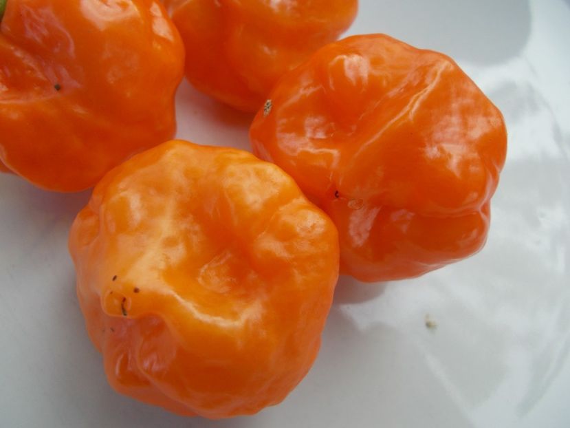  - SEMINTE ARDEI IUTE - AI 78 HABA BONET ORANGE - NEIZOLAT