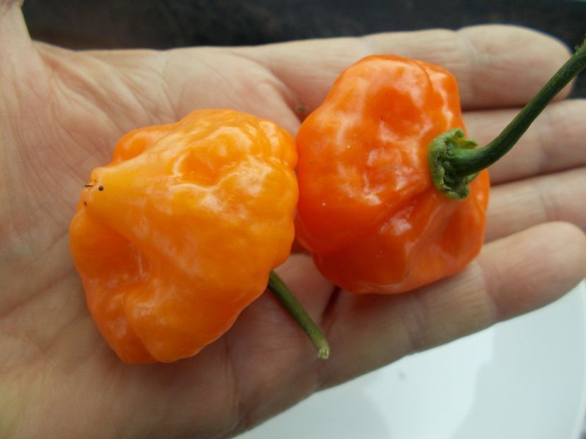  - SEMINTE ARDEI IUTE - AI 78 HABA BONET ORANGE - NEIZOLAT