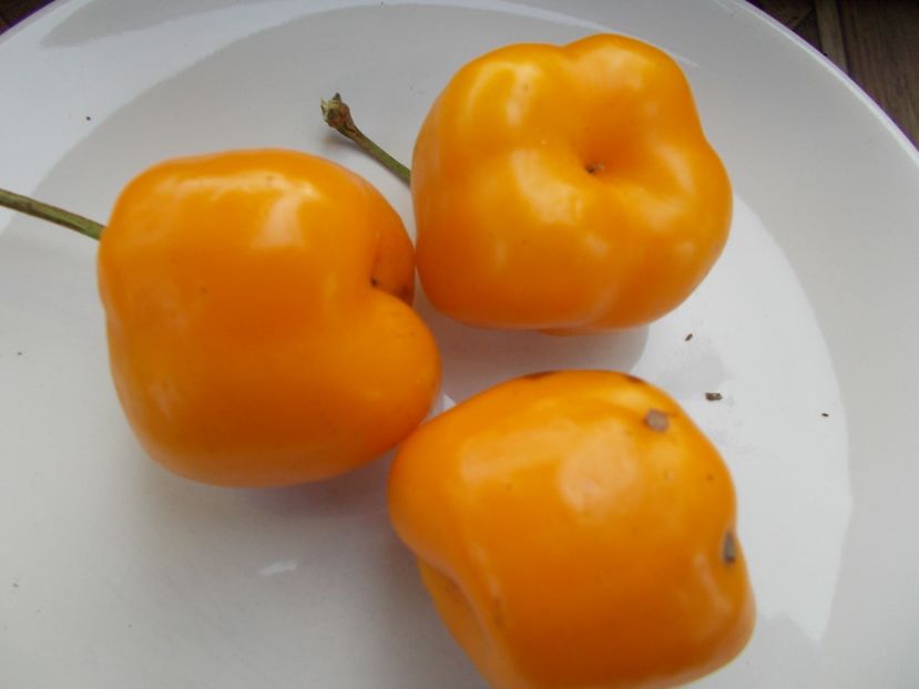  - SEMINTE ARDEI IUTE - AI 97 ROCOTO GALBEN - NEIZOLAT