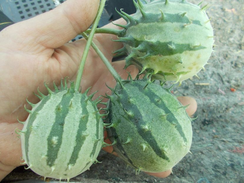  - SEMINTE CASTRAVETI - ZAMBIAN CUCUMBER