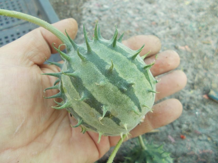  - SEMINTE CASTRAVETI - ZAMBIAN CUCUMBER