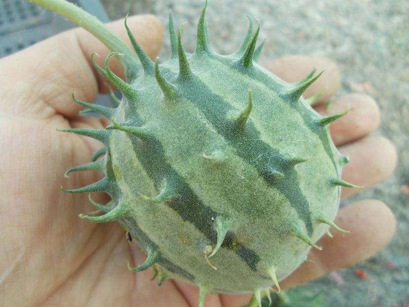  - SEMINTE CASTRAVETI - ZAMBIAN CUCUMBER