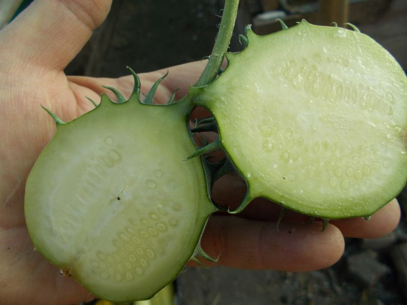  - SEMINTE CASTRAVETI - ZAMBIAN CUCUMBER