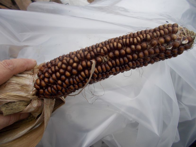  - Z SEMINTE PORUMB - ALBERT