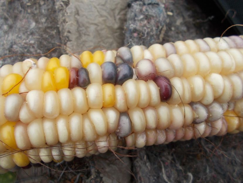  - Z SEMINTE PORUMB - ALBERT