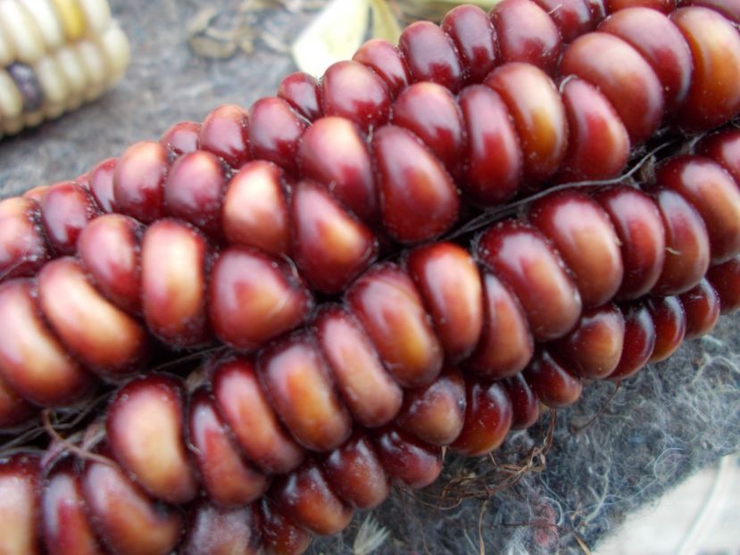  - Z SEMINTE PORUMB - ALBERT