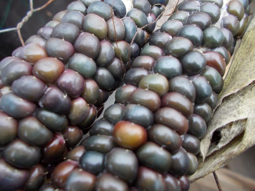  - SEMINTE PORUMB - P 37 HOPI BLUE MEXICO