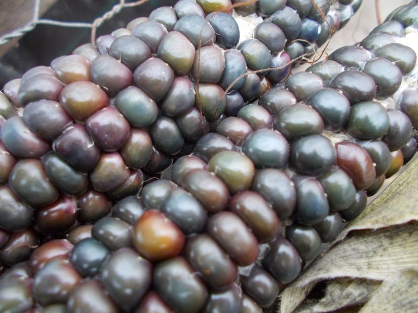  - SEMINTE PORUMB - P 37 HOPI BLUE MEXICO