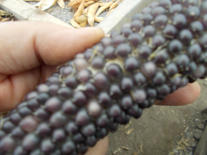  - Z SEMINTE PORUMB - BLUE POP