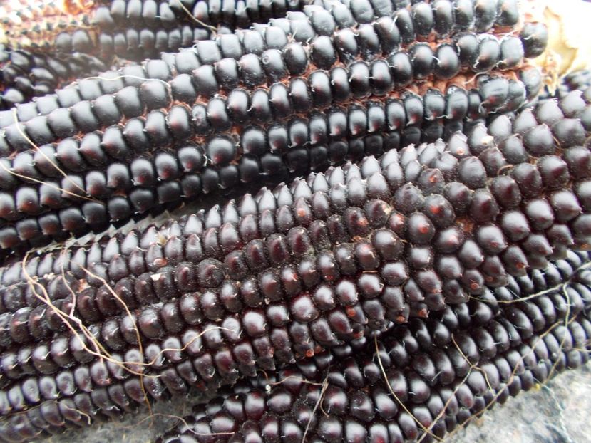  - Z SEMINTE PORUMB - ALBERT