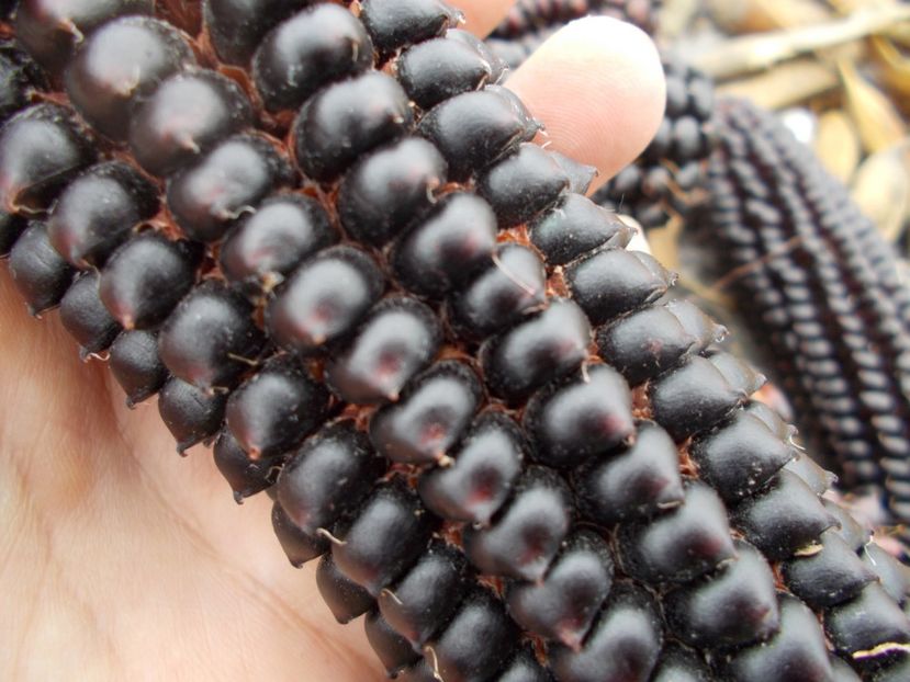  - Z SEMINTE PORUMB - ALBERT