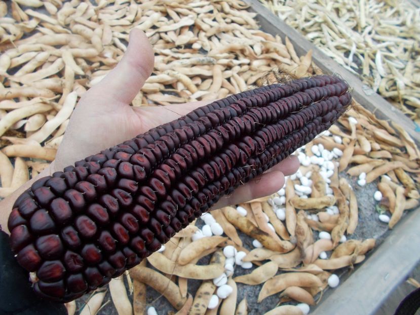  - SEMINTE PORUMB - P 04 VENETO