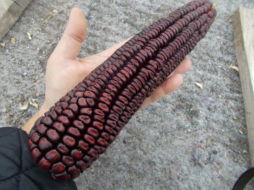  - SEMINTE PORUMB - P 04 VENETO