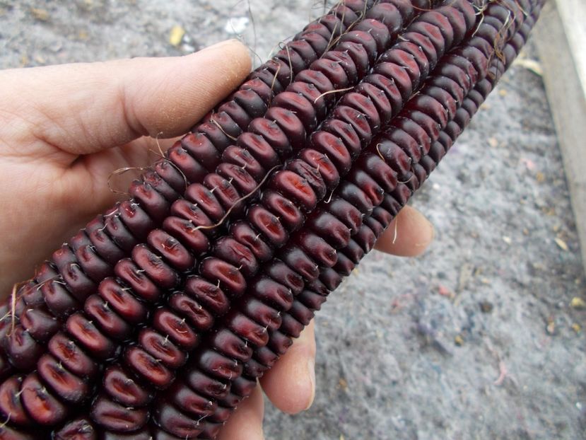  - SEMINTE PORUMB - P 04 VENETO