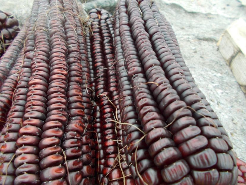  - SEMINTE PORUMB - P 04 VENETO