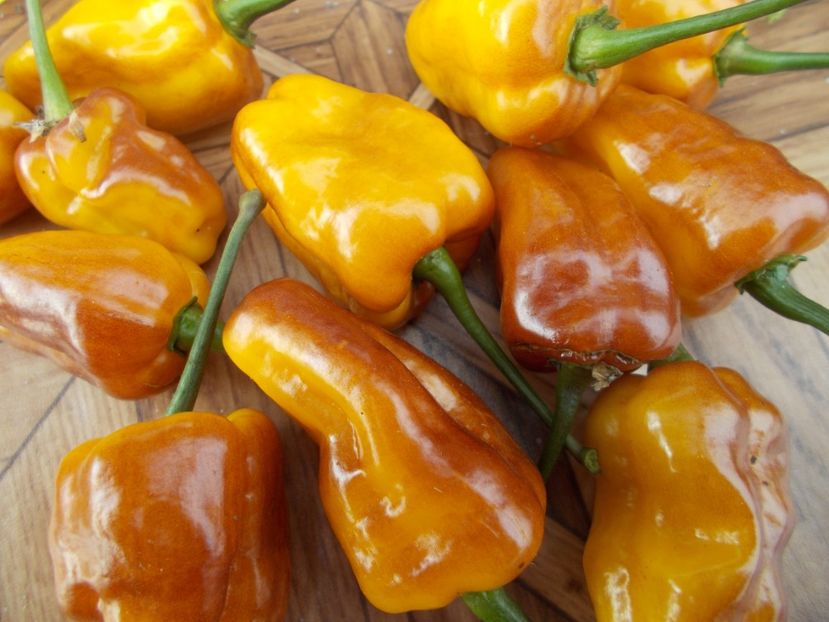  - SEMINTE ARDEI IUTE - AI 95 PUMA - NEIZOLAT