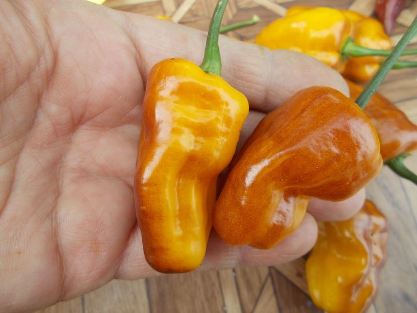  - SEMINTE ARDEI IUTE - AI 95 PUMA - NEIZOLAT