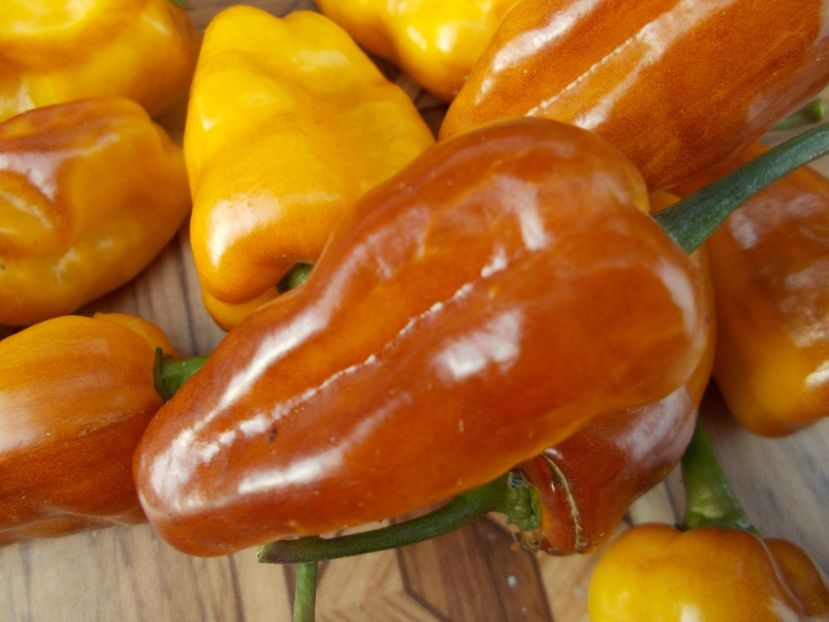  - SEMINTE ARDEI IUTE - AI 95 PUMA - NEIZOLAT