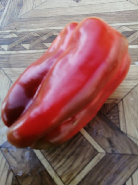  - SEMINTE ARDEI - A 26 LAMUYO PAPRIKA