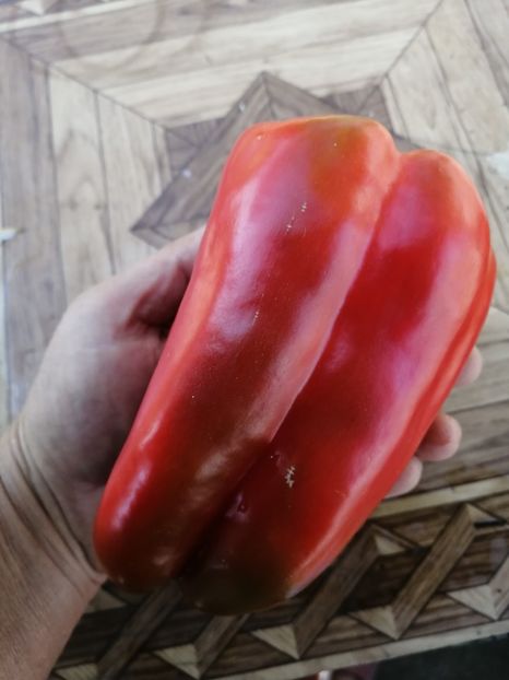  - SEMINTE ARDEI - A 26 LAMUYO PAPRIKA