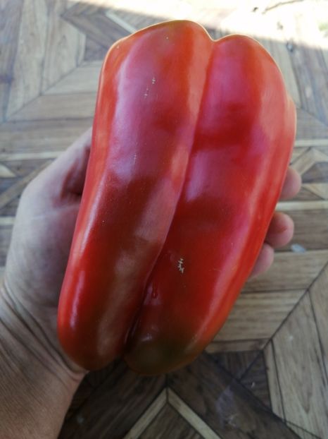  - SEMINTE ARDEI - A 26 LAMUYO PAPRIKA