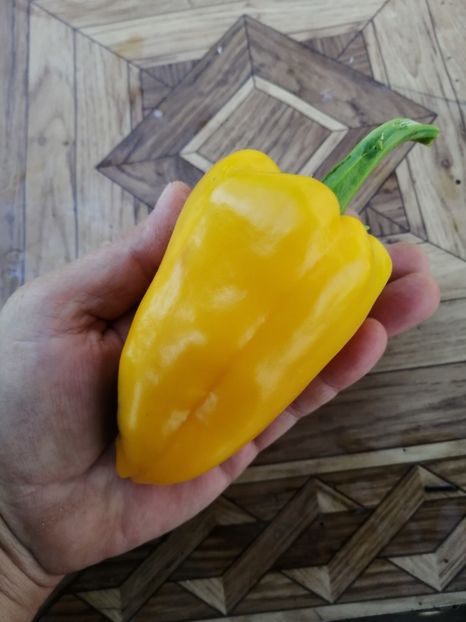  - SEMINTE ARDEI - A 19 AMARELLO SWEET PEPPER YELLOW GIANT