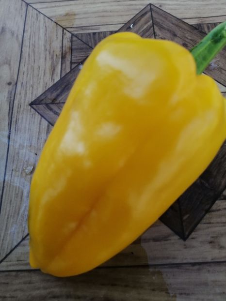  - SEMINTE ARDEI - A 19 AMARELLO SWEET PEPPER YELLOW GIANT