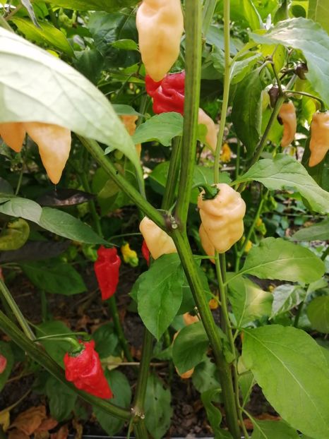  - SEMINTE ARDEI IUTE - AI 76 FIDALGA ROXA - NEIZOLAT