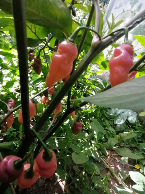  - SEMINTE ARDEI IUTE - AI 76 FIDALGA ROXA - NEIZOLAT