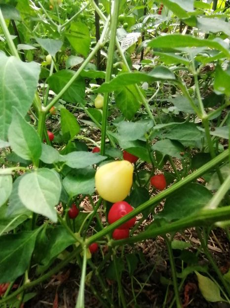  - SEMINTE ARDEI IUTE - AI 65 BARRA DO RIBEIRO - NEIZOLAT